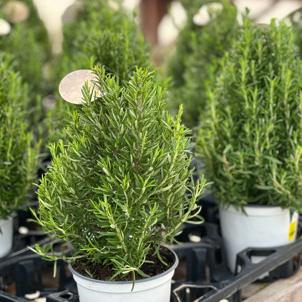 Rosemary Christmas Tree Colour Paradise Greenhouses