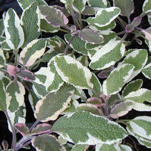 Fall Sage, Tricolour