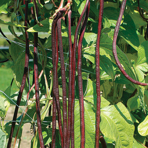 Bean, Chinese Red Noodle