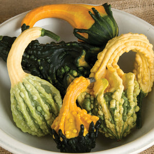 Gourd, Autumn Wings Blend