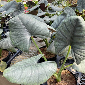 Alocasia, Reginae