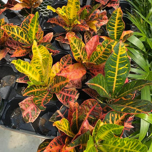 Croton Petra