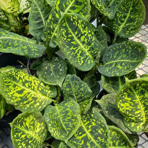 Dieffenbachia, Reflector