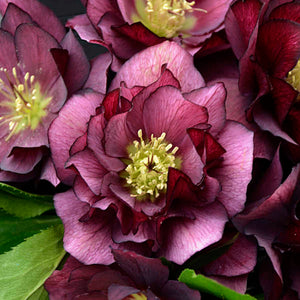 Helleborus