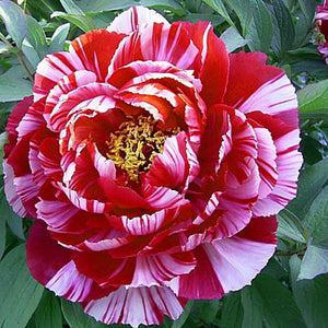 Tree Peony