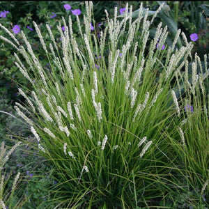 Sesleria