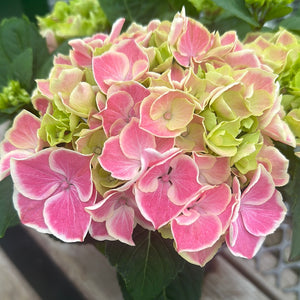 Easter Hydrangea, Saxon Candy Heart Pink