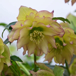 Helleborus