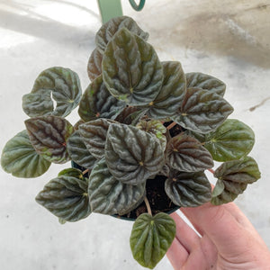 Peperomia, Luna Grey