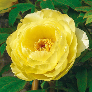 Tree Peony