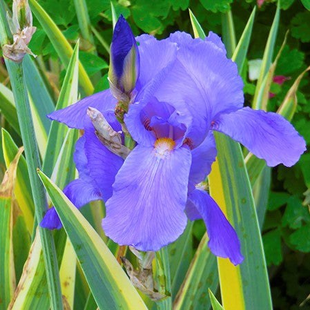 Iris - Colour Paradise Greenhouses