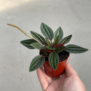 Peperomia, Rosso