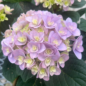 Easter Hydrangea, Double Florentina Blue