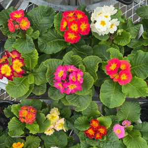 Primrose, Primula