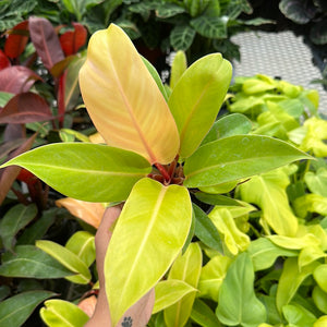 Philodendron Tangerine