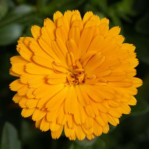 Calendula, Cheers