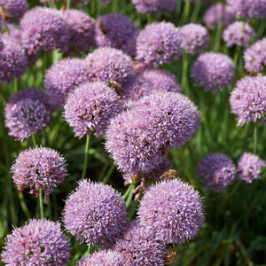 Allium, Sugar Melt