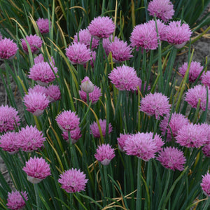 Allium, Summer Beauty