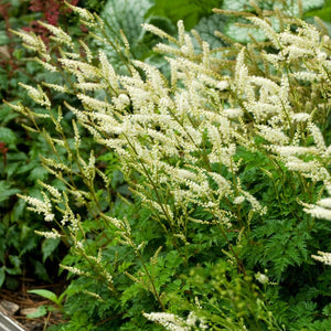 Aruncus aesthusilifolius