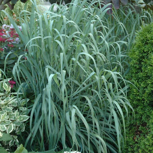 Panicum virgatum, Switchgrass