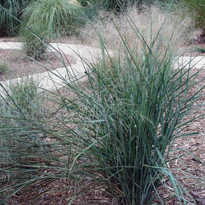 Panicum virgatum, Switchgrass