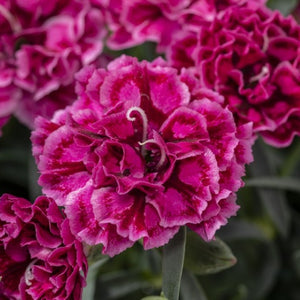 Dianthus, Constant Beauty Series