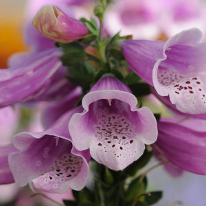 Digitalis