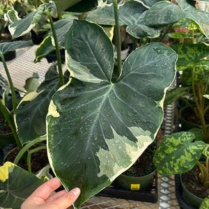 Alocasia Mickey Mouse