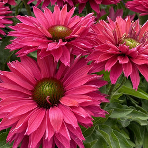 Echinacea, Sunseekers Series