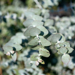 Eucalyptus, Silver Dollar