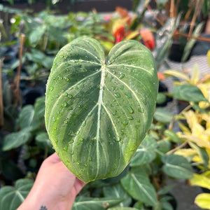 Philodendron, Gloriosum