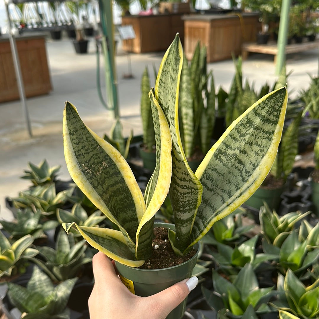 Sansevieria Superba - Colour Paradise Greenhouses