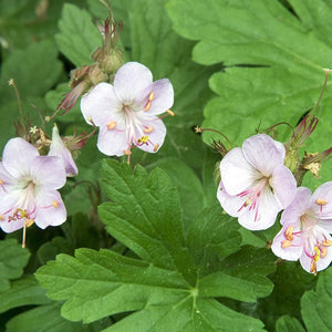 Geranium, Ingwersen's Variety