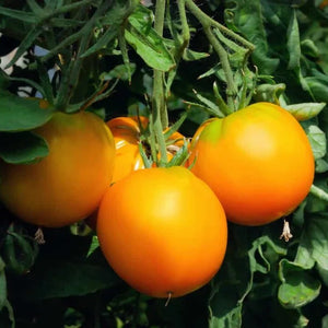 Tomato, Carolina Gold