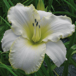 Hemerocallis, Daylily