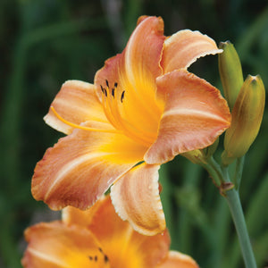 Hemerocallis, Daylily