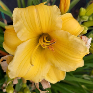 Hemerocallis, Daylily