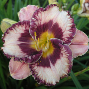 Hemerocallis, Daylily