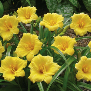 Hemerocallis, Daylily