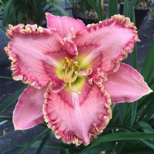 Hemerocallis, Daylily