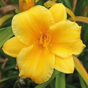 Hemerocallis, Daylily