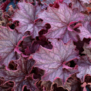 Heuchera