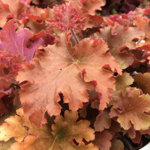 Heuchera