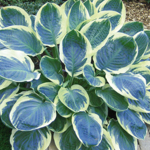 Hosta