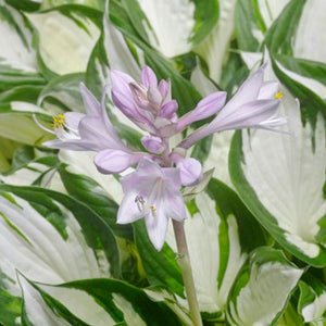 Hosta