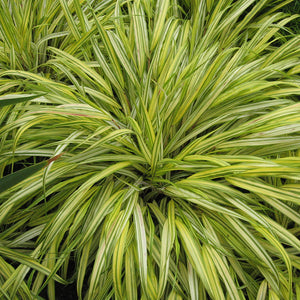 Hakonechloa