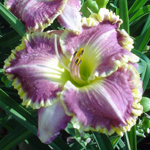 Hemerocallis, Daylily