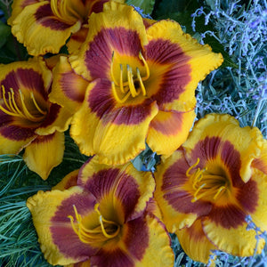 Hemerocallis, Daylily