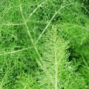 Fennel, Green Leaf