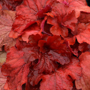 Heuchera